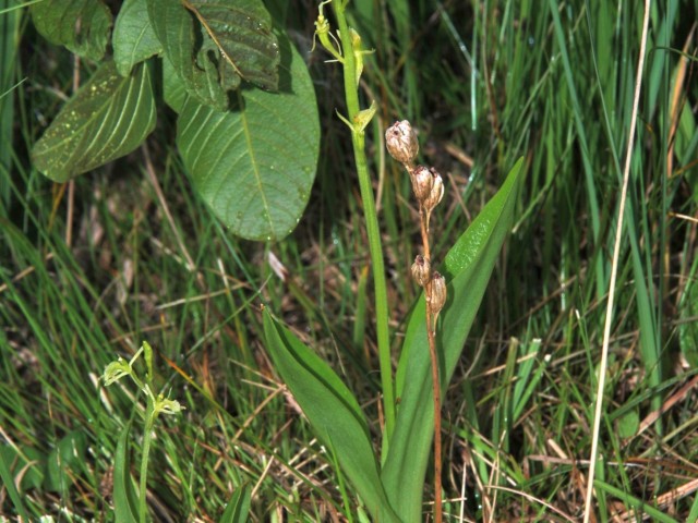 Fen Orchid (Liparis loeselii), Photo: Vreš B.