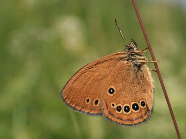 Barjanski okarček (Coenonympha oedippus) samec, foto: Čelik T.
