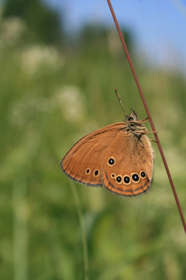 image003