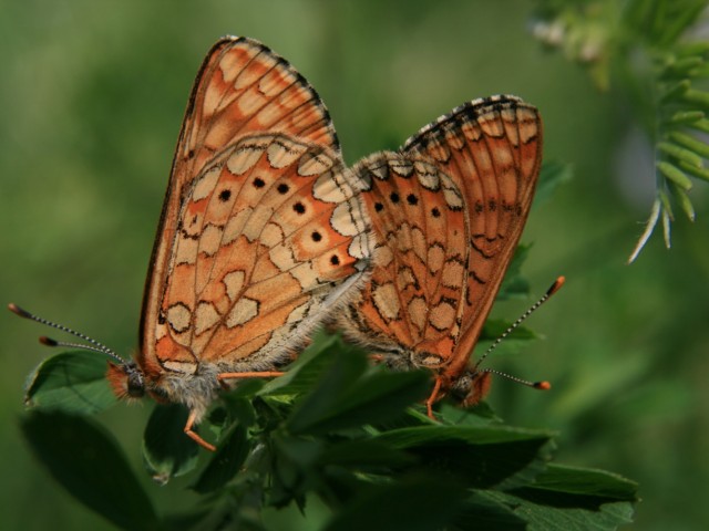 Travniški postavnež (Euphydryas aurinia) parjenje, foto: Čelik T.