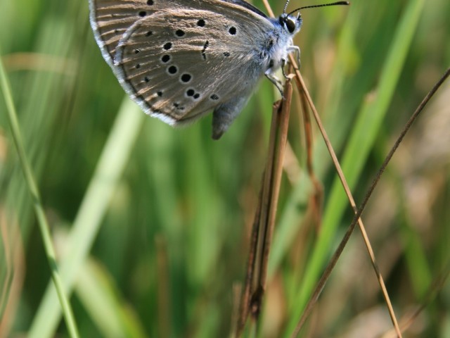 Strašničin mravljiščar (Phengaris teleius), foto: Čelik T.