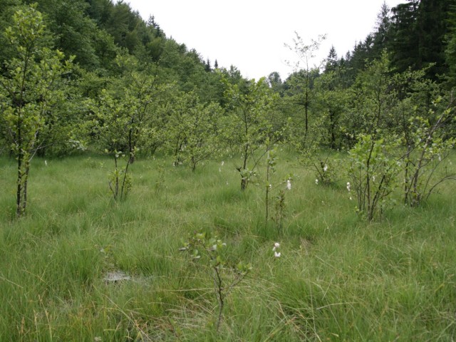 Bazično nizko barje, foto: Čelik T.
