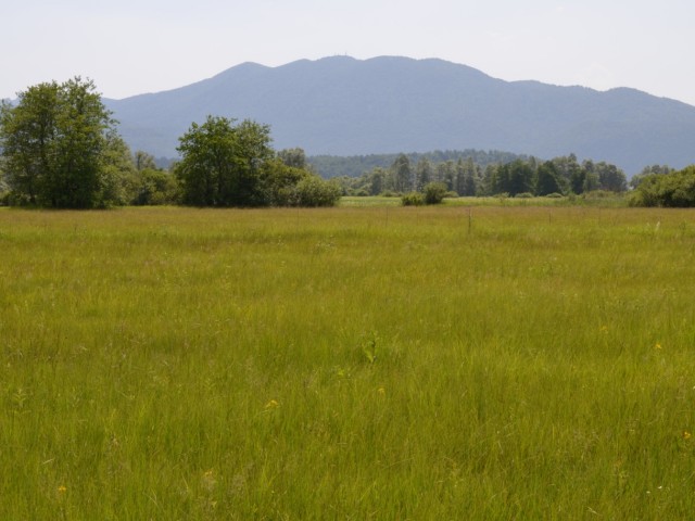 Meadows with prevailing  Moor-Grass  (Molinia spp.), Photo: Čelik T.