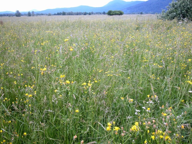 Lowland Hay Meadows (Alopecurus pratensis, Sanguisorba officinalis), Photo: Seliškar A.