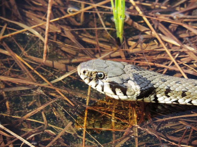 Belouška (Natrix natrix), foto: Vreš B.