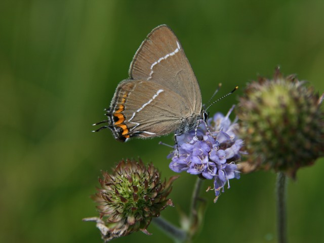 Beločrti repkar (Satyrium w-album), foto: Čelik T.