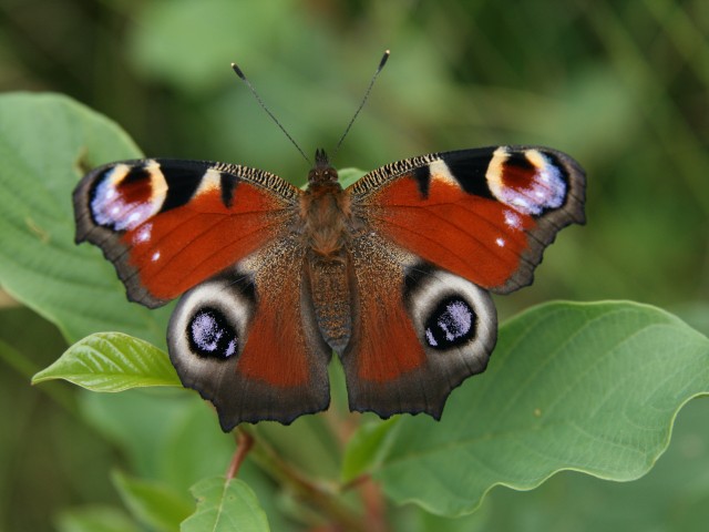 Dnevni pavlinček (Aglais io), foto: Čelik T.