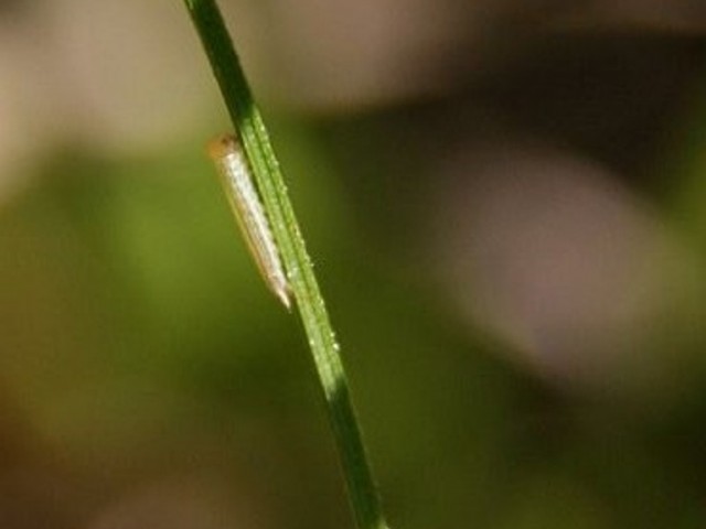Gosenica barjanskega okarčka (2-3 mm), foto: Čelik T.