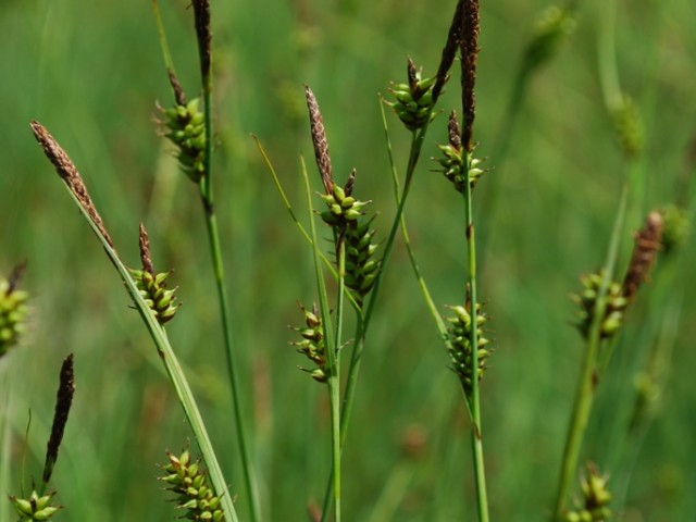 Hostov šaš (Carex hostiana), foto: Vreš B.