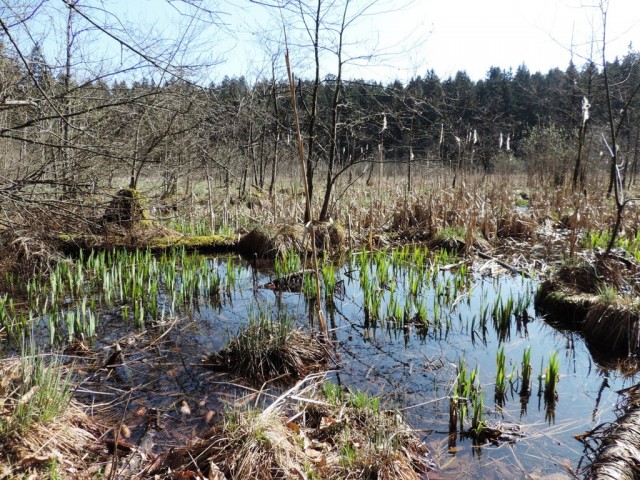 Alder bog stand on Mali plac in March 2015, Photo: Vreš B.