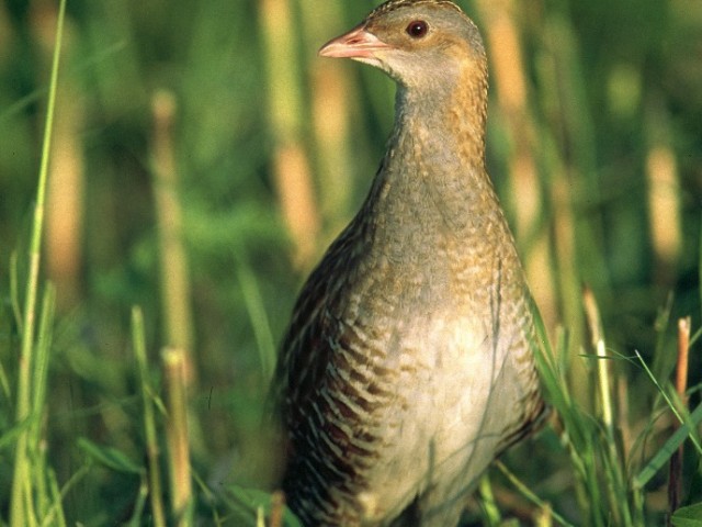 Kosec (Crex crex), foto: DOPPS