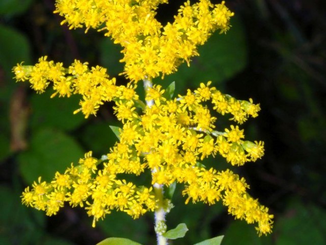 Kanadska zlata rozga (Solidago canadensis), foto: Vreš B.