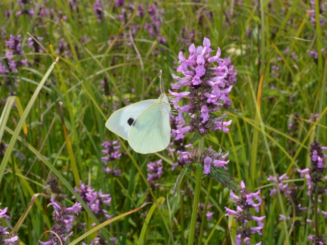 Kapusov belin (Pieris brassicae), foto: Čelik T.