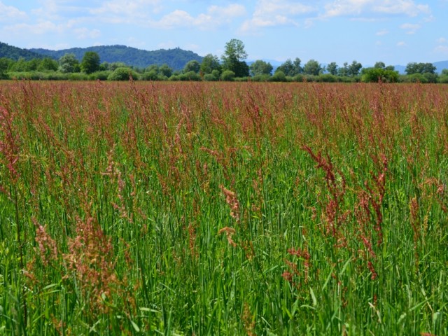 When Dock blooms (Rumex spp.), Photo: Čelik T.