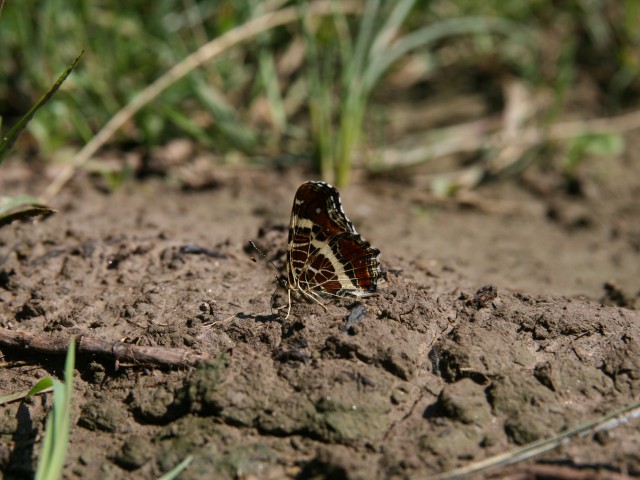 Koprivov pajčevinar (Arachnia levana), foto: Čelik T.