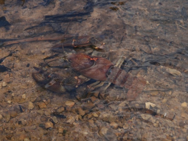 Koščak (Austropotamobius torrentium),  foto: Čelik T.