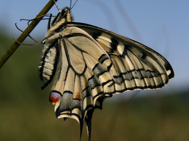 Lastovičar (Papilio machaon), foto: Čelik T.