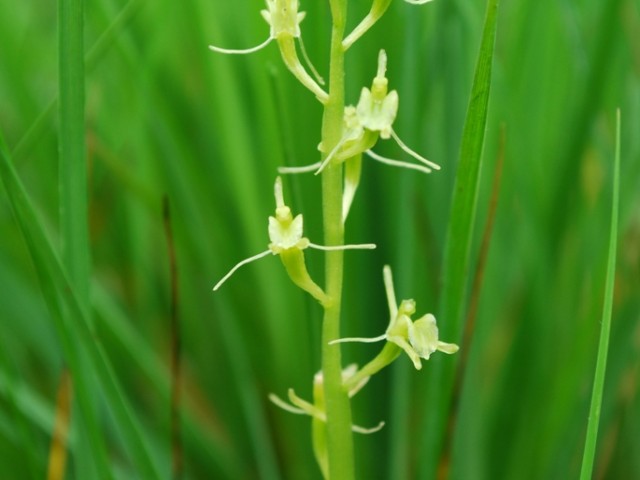 Fen Orchid (Liparis loeselii), Photo: Vreš B.