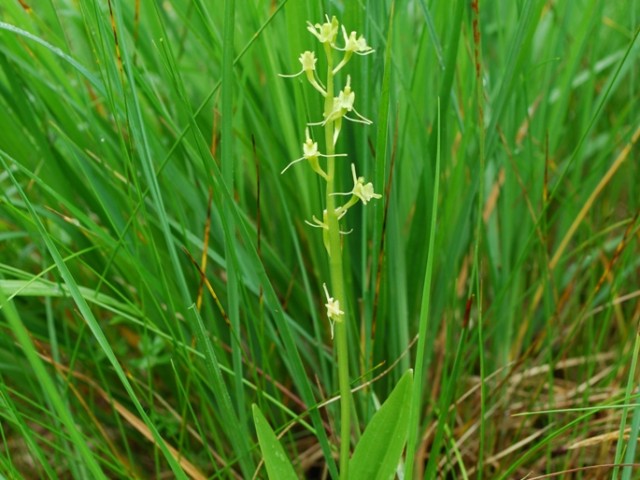 Fen Orchid (Liparis loeselii), Photo: Vreš B.