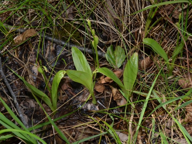 Loeselova grezovka (Liparis loeselii) plodeče rastline, foto: Čelik T.
