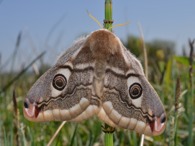 Mali nočni pavlinček (Saturnia pavoniella), foto: Čelik T.