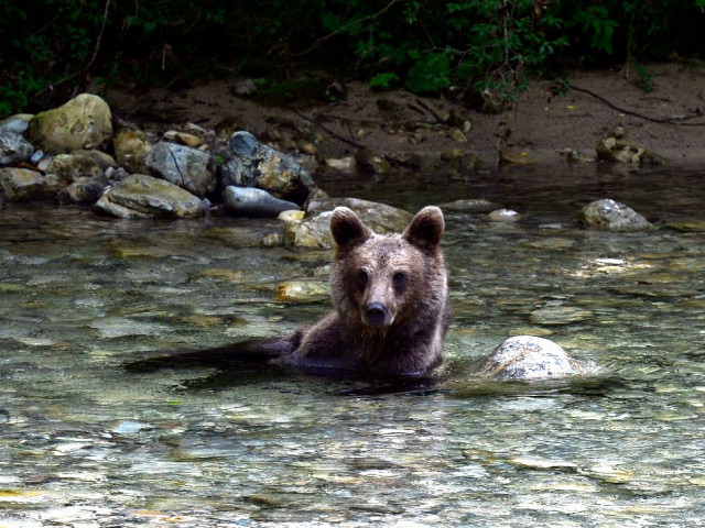 Medo (Ursus arctos) v Iški