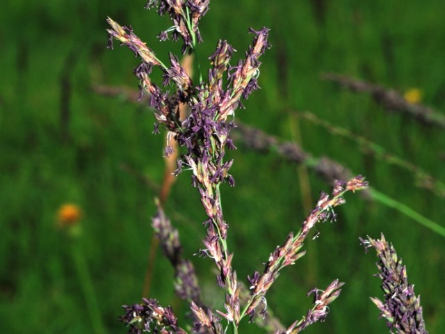 Purple Moor-Grass (Molinia caerulea), Photo: Vreš B.