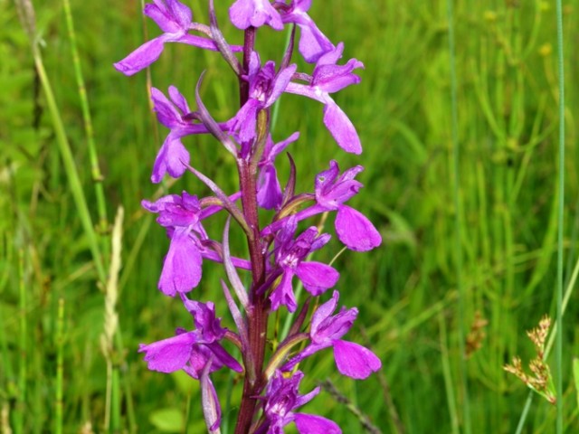 Bog Orchid (Orchis palustris, Anacamptis palustris), Photo: Čelik T.