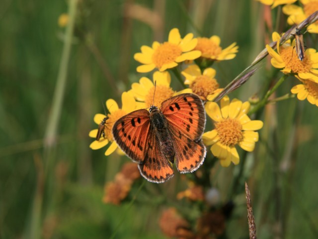 Močvirski cekinček (Lycaena dispar) samica, foto: Čelik T.