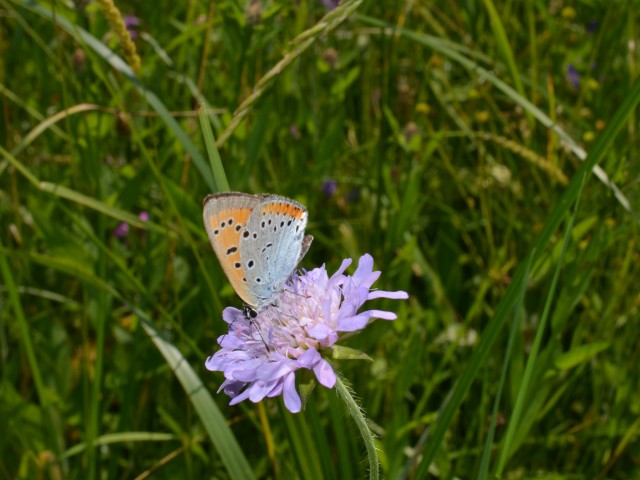 Močvirski cekinček (Lyceana dispar) samec, foto: Čelik T.