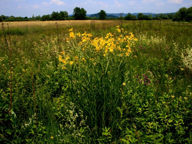 Močvirski grint (Senecio paludosus), foto: Čelik T.