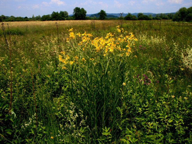 Fen ragwort (Senecio paludosus), Photo: Čelik T.