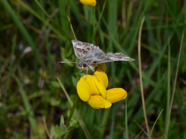 Močvirski kosmičar (Carcharodus flocciferus), foto: Čelik T.