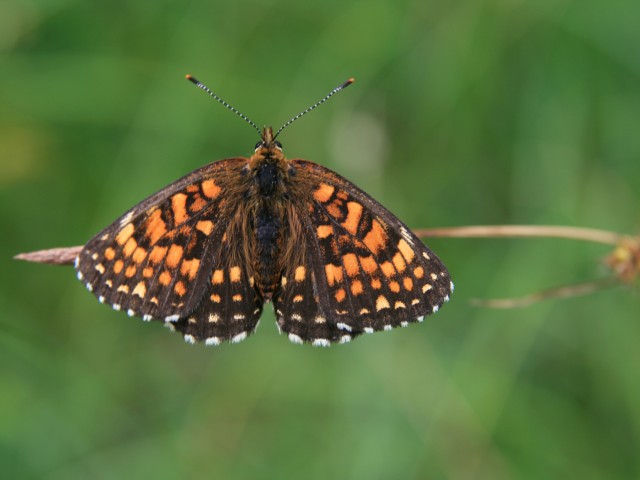 Močvirski pisanček (Melitaea diamina), foto: Čelik T.