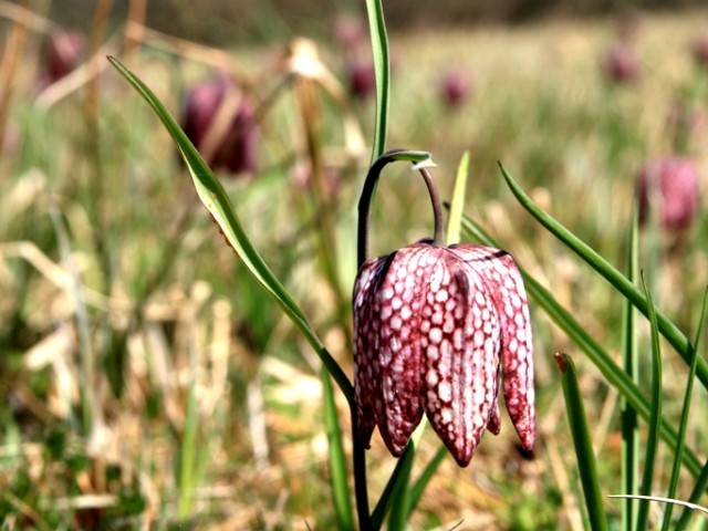 Snake's Head Fritillary (Fritillaria meleagris), Photo: Čelik T.