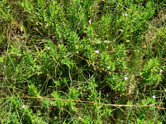 Navadna božja milost (Gratiola officinalis), foto: Čelik T.