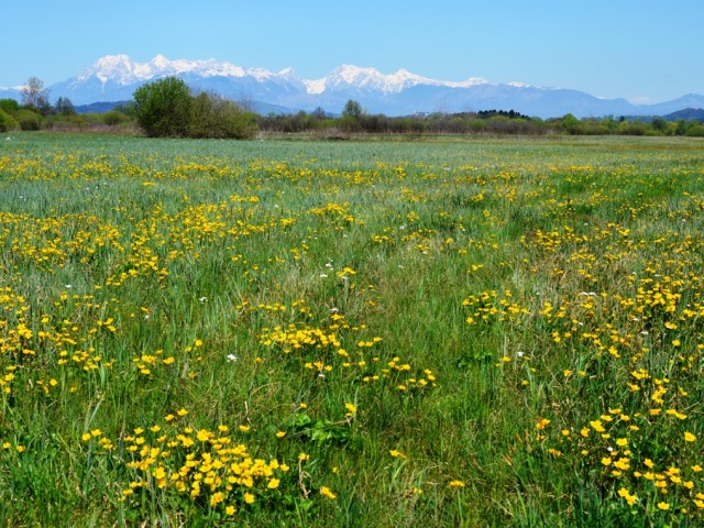 Navadna kalužnica (Caltha palustris) in Kamniške Alpe, foto: Čelik T.