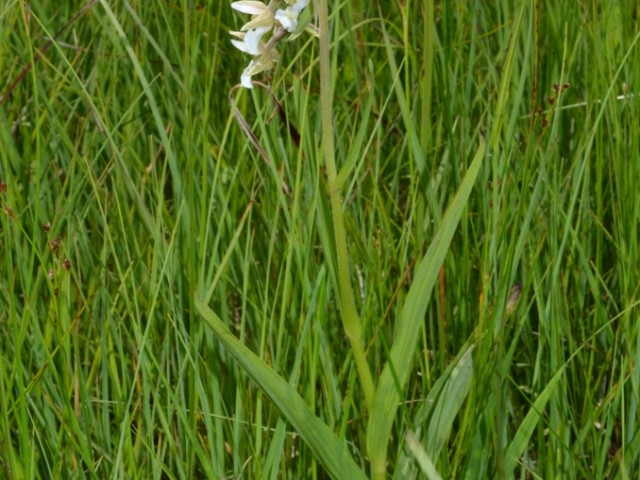 Navadna močvirnica (Epipactis palustris), foto: Čelik T.
