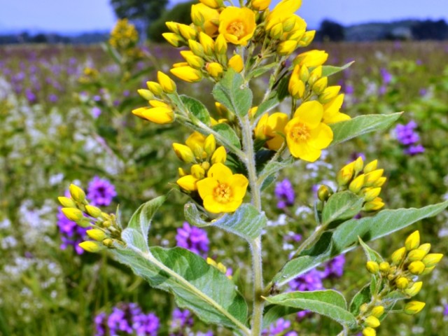 Garden Loosestrife (Lysimachia vulgaris), Photo: Čelik T.