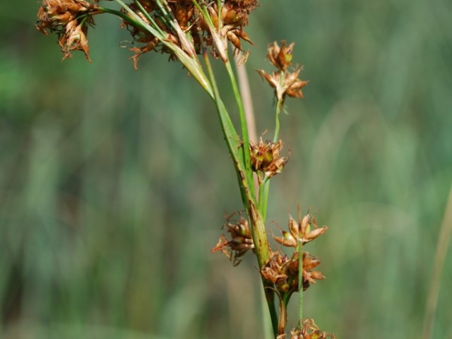 Navadna rezika (Cladium mariscus), foto: Vreš B.