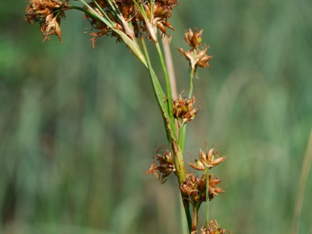 Saw-sedge (Cladium mariscus), Photo: Vreš B.