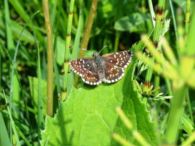 Navadni slezovček (Pyrgus malvae), foto: Čelik T.