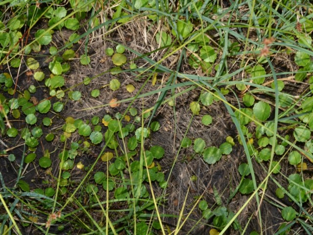 Navadni vodni popnjak (Hydrocotyle vulgari), foto: Čelik T.
