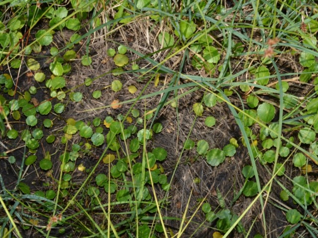 Marsh pennywort (Hydrocotyle vulgaris), Photo: Čelik T.