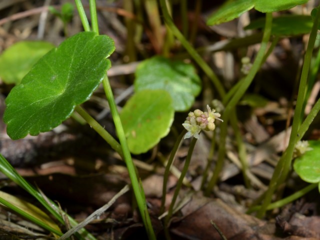 Navadni vodni popnjak (Hydrocotyle vulgari) cvetoč, foto: Čelik T.
