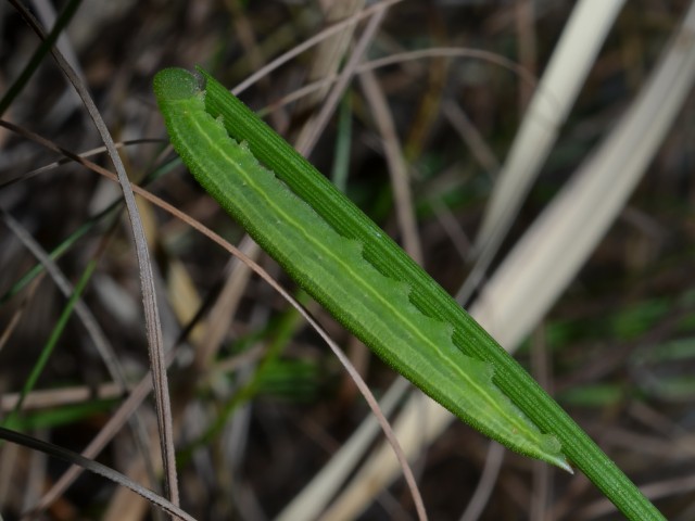 odrasla gosenica barjanskega okarčka, foto: Čelik T.