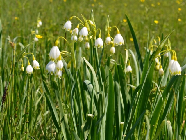 Poletni veliki zvonček (Leucojum aestivum), foto: Čelik T.