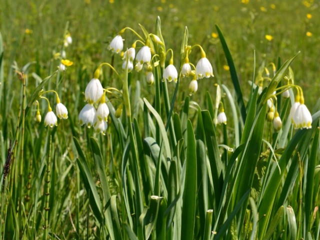 Summer snowflake (Leucojum aestivum), Photo: Čelik T.