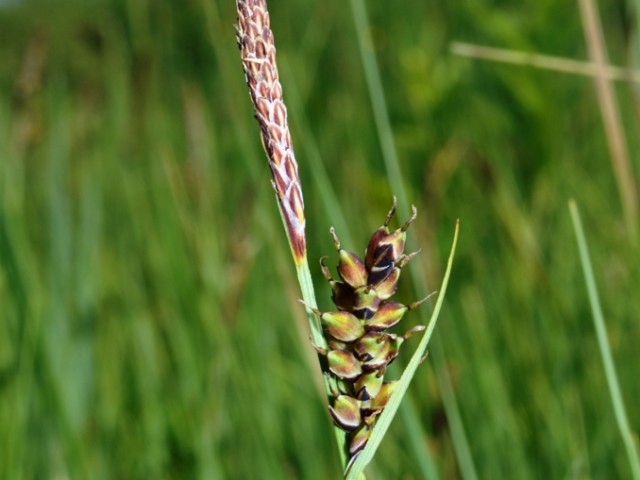 Proseni šaš (Carex panicea), foto: Čelik T.