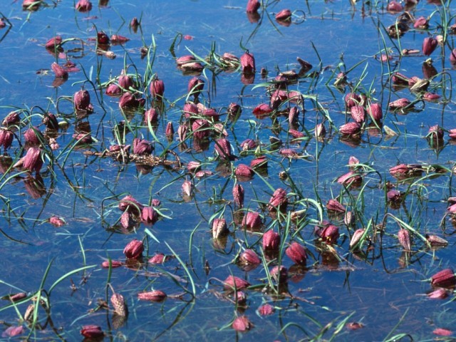 Močvirski tulipan (Fritillaria meleagris), foto: Širca S.